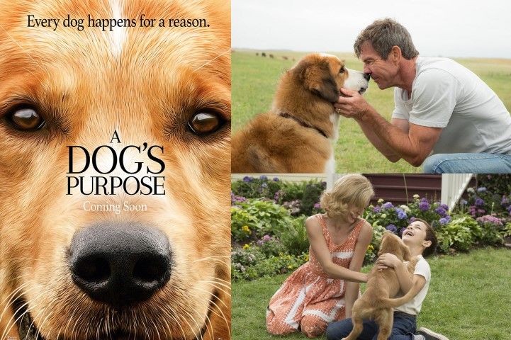 A Dog's Journey หมา 1